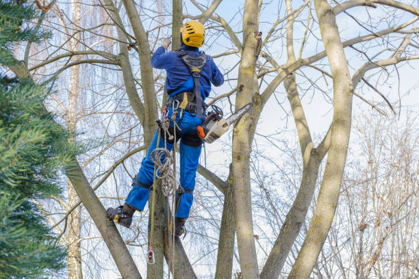 How Our Tree Care Process Works  in  Spring Grove, MN