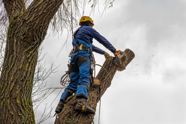 Spring Grove, MN Tree Care Services Company